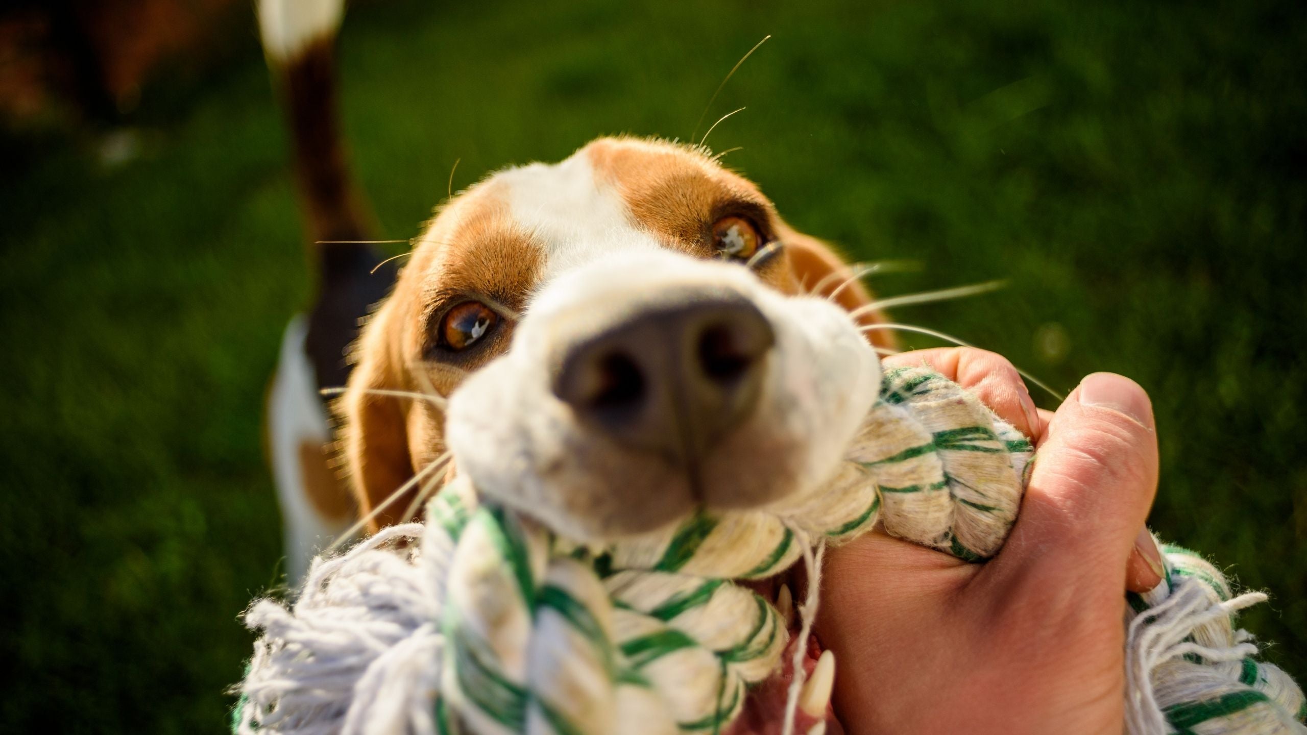 Dog Reward - Rewards Sensory Toy