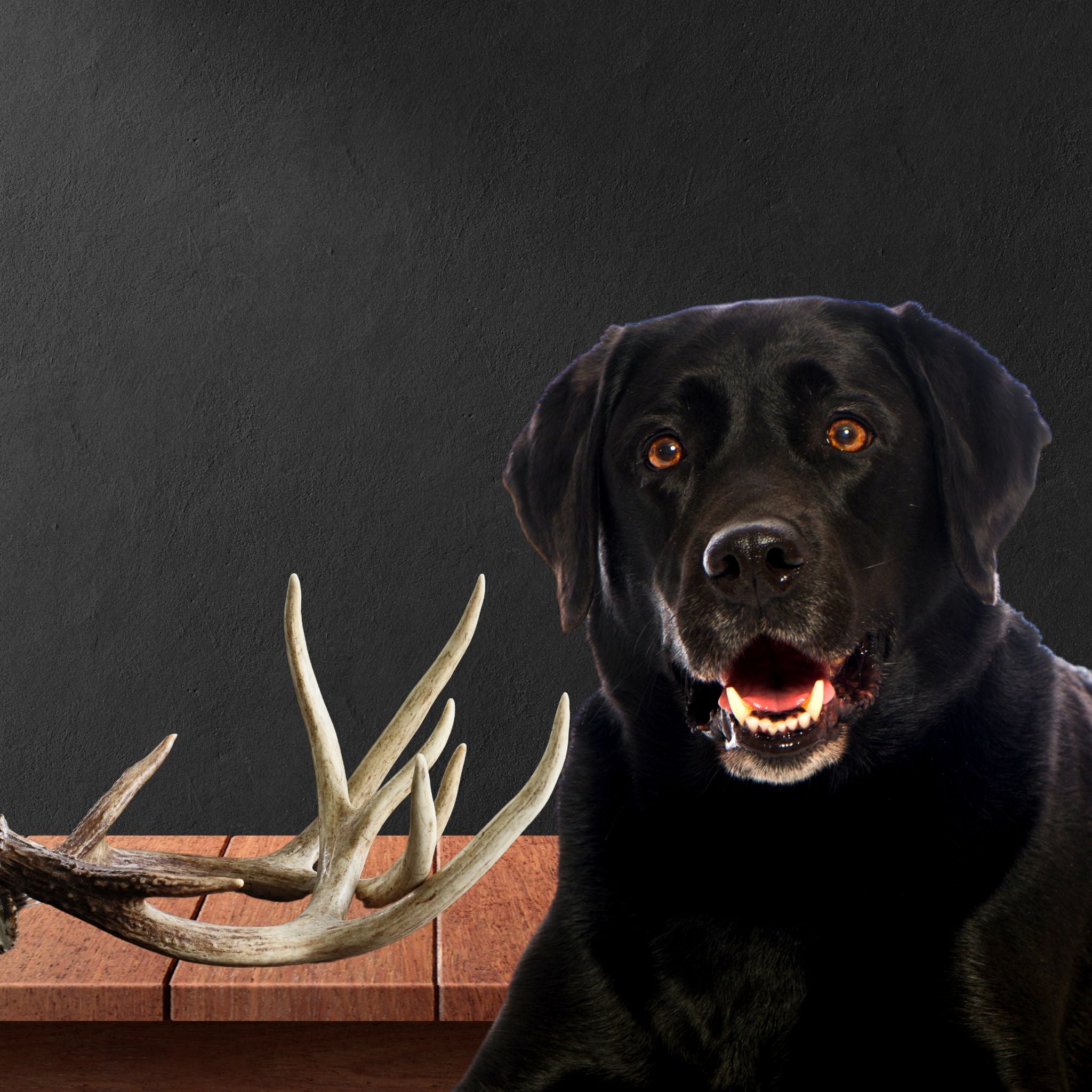 Shed hunting best sale labs for sale