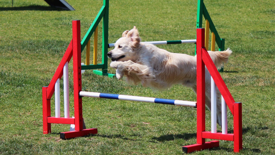 Agility Program