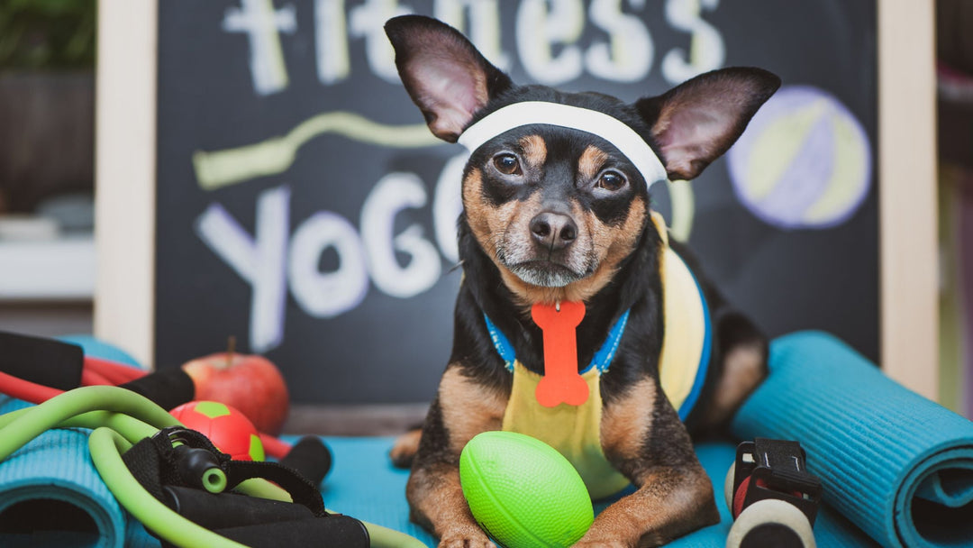 Canine Fitness Program