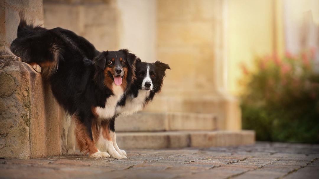 Canine Parkour