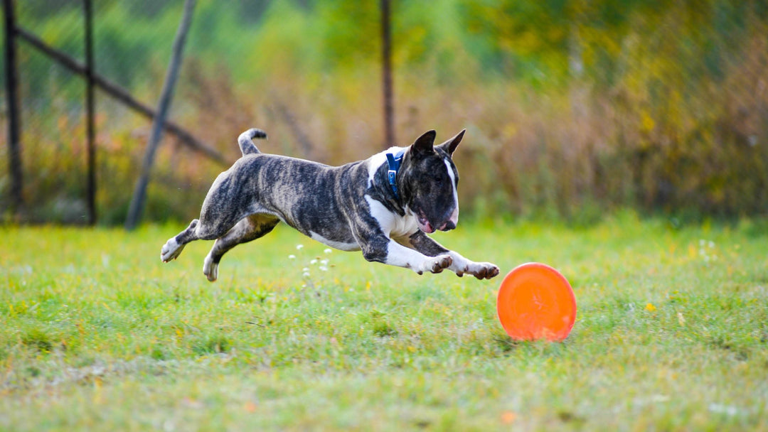 Disc Dog Program