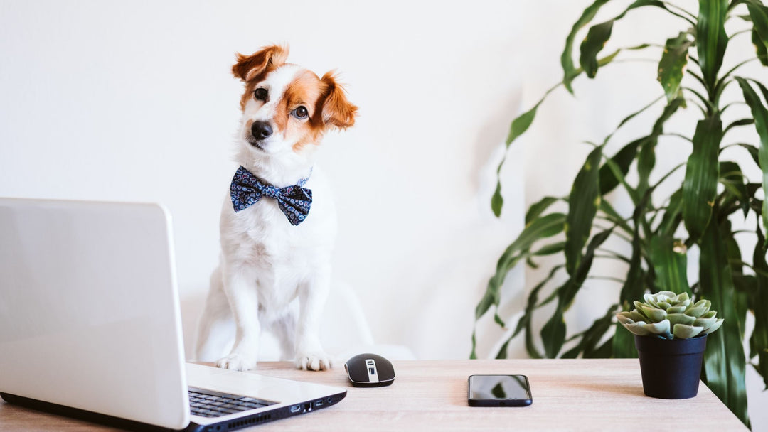 Live Pet Dog U Webinars