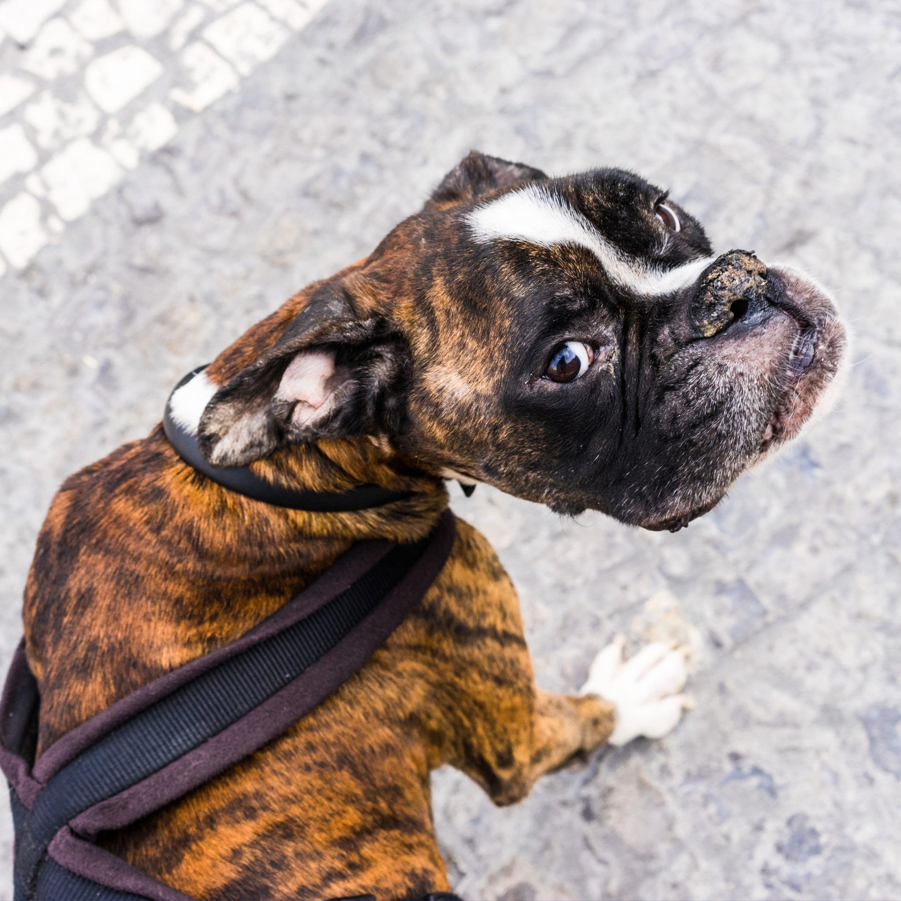 Scent work clearance harness