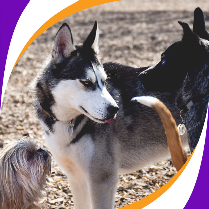 Maximizing Your Dog's Experiences at the Dog Park Webinar