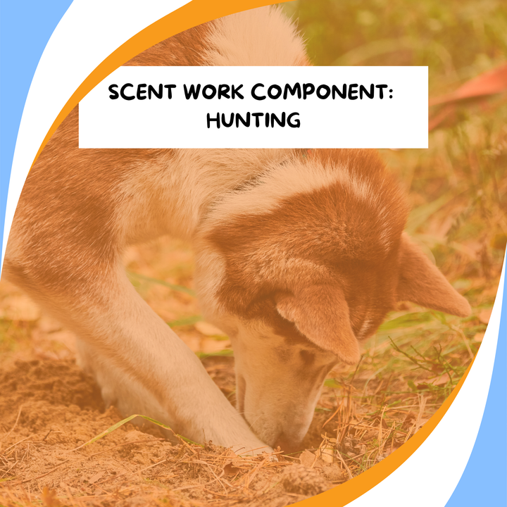 Components of Scent Work: Hunting Webinar