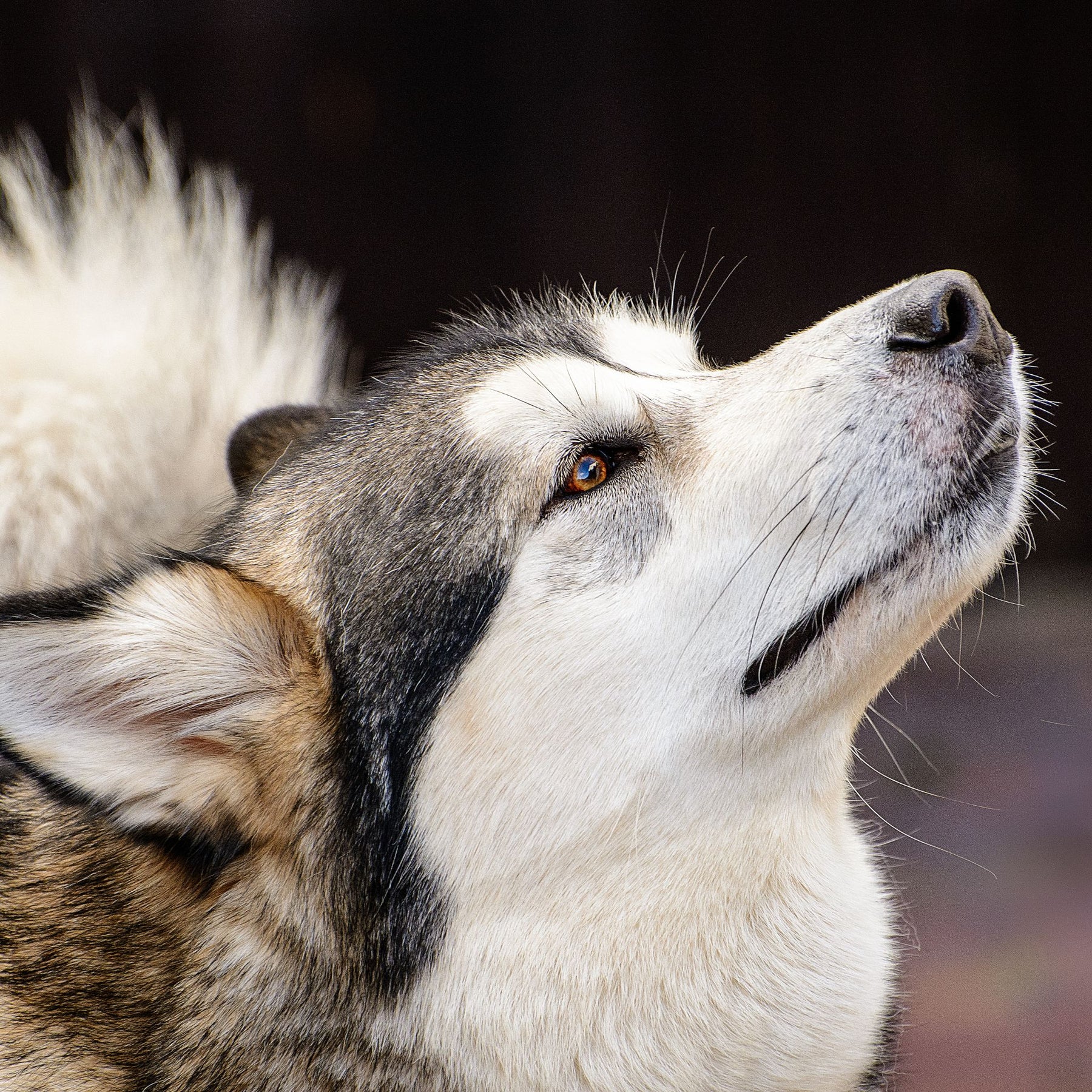 Why Nose Work for Dogs is Good for Your Canine