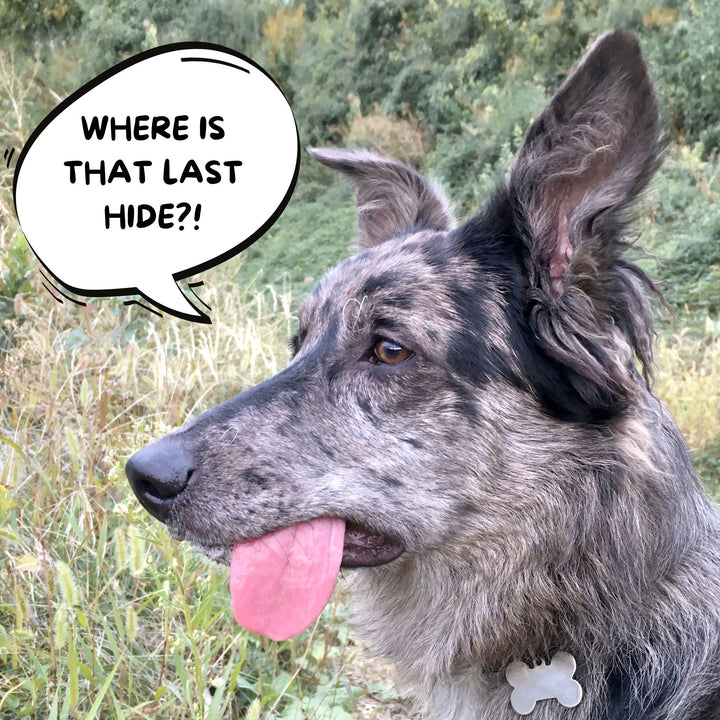 Helping Your Dog Find That Last Hide: Friend or Foe? Webinar