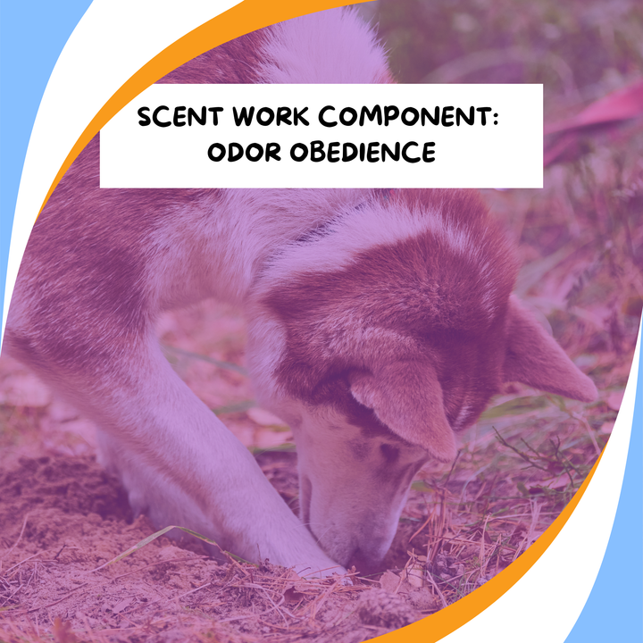 Components of Scent Work: Odor Obedience Webinar