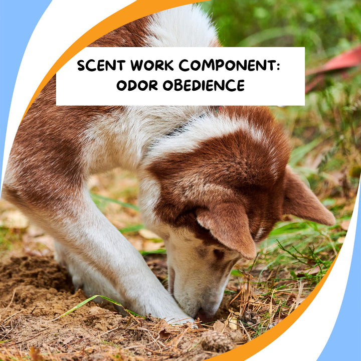 Components of Scent Work: Odor Obedience Webinar