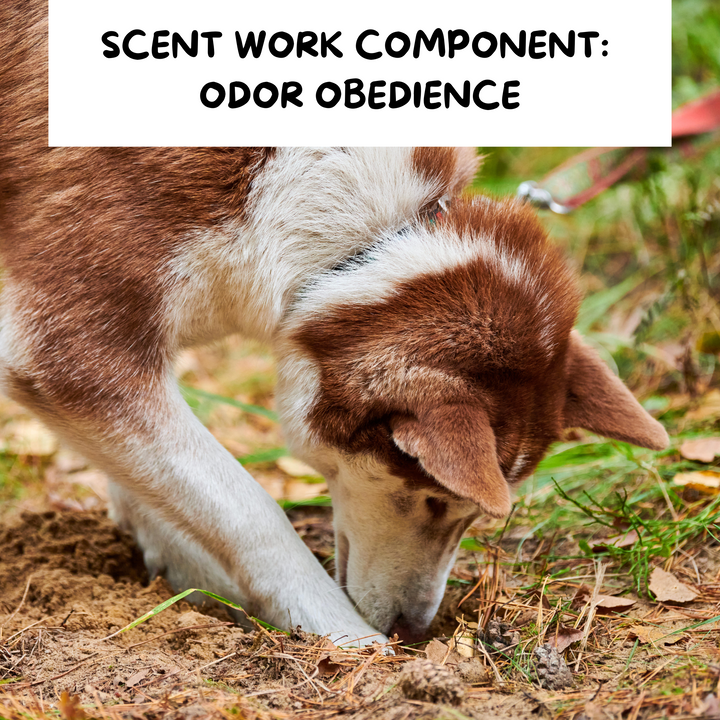 Components of Scent Work: Odor Obedience Webinar