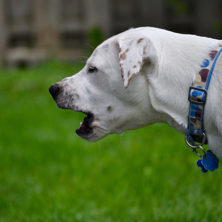 Influence of Dog's Reactivity on their Scent Work Training and Trialing Webinar