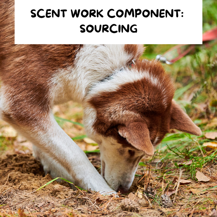 Components of Scent Work: Sourcing Webinar