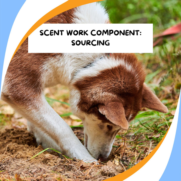 Components of Scent Work: Sourcing Webinar