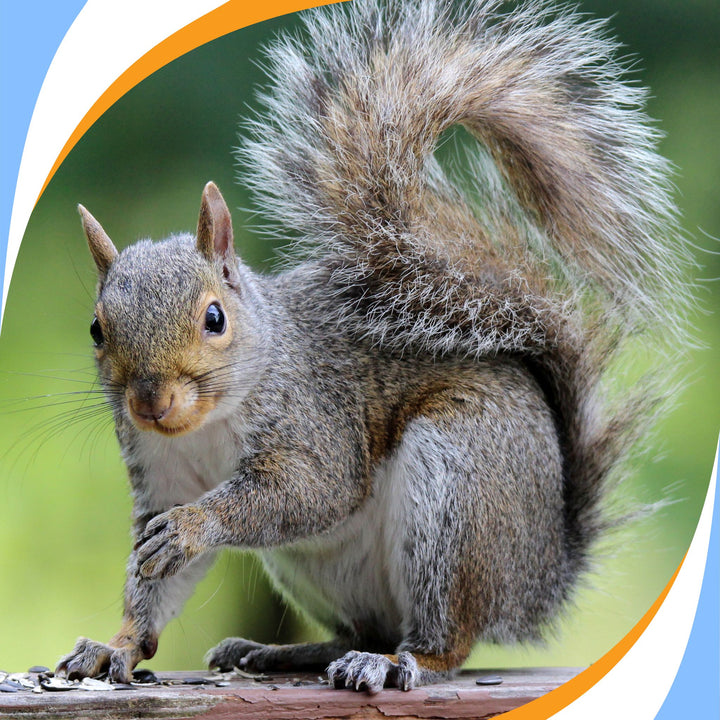 Squirrel! Training Distractions Webinar