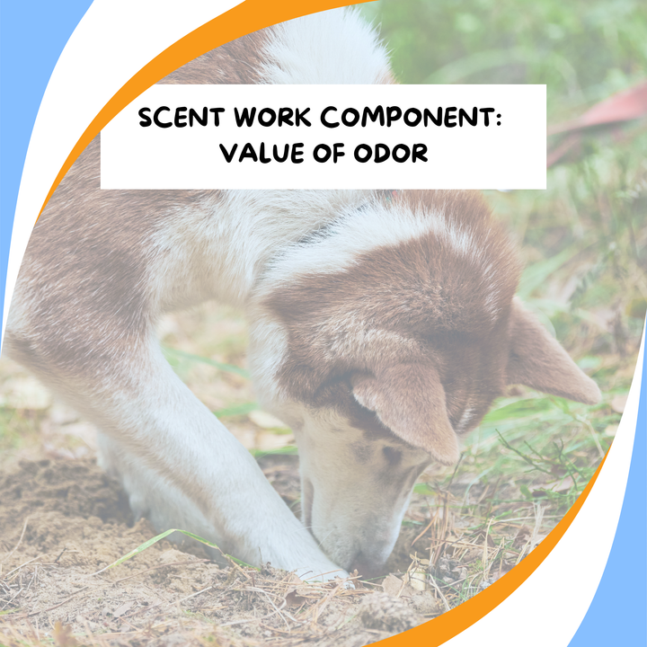 Components of Scent Work: Value of Odor Webinar